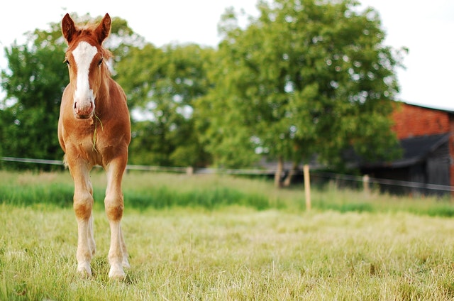 Google AMP - Put Out To Pasture